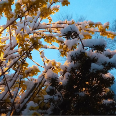 Snow covered trees