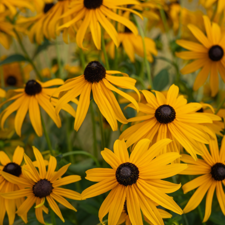 Field of Black-eyed Susans, a Tennessee native plant